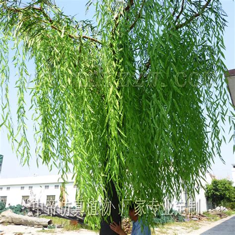 柳樹 風水|柳樹風水：提升家居運勢、增強生命力的秘訣【柳樹 風水】 – 香。